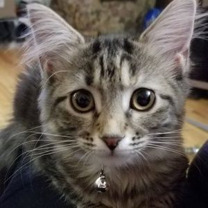 Meet your Posher, Diane